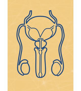 M10 - Piotr Pałagin - UKŁAD ROZRODCZY MĘŻCZYZNY - Wydawnictwo Virgo ❤