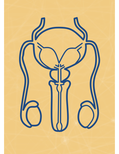 M10 - Piotr Pałagin - UKŁAD ROZRODCZY MĘŻCZYZNY - Wydawnictwo Virgo ❤