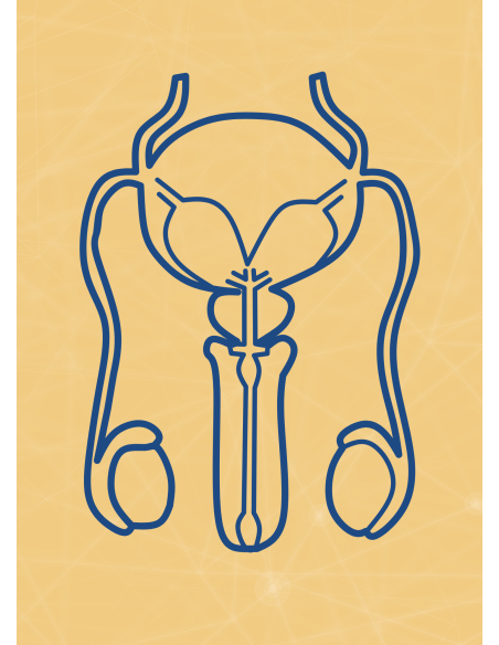 M10 - Piotr Pałagin - UKŁAD ROZRODCZY MĘŻCZYZNY - Wydawnictwo Virgo ❤