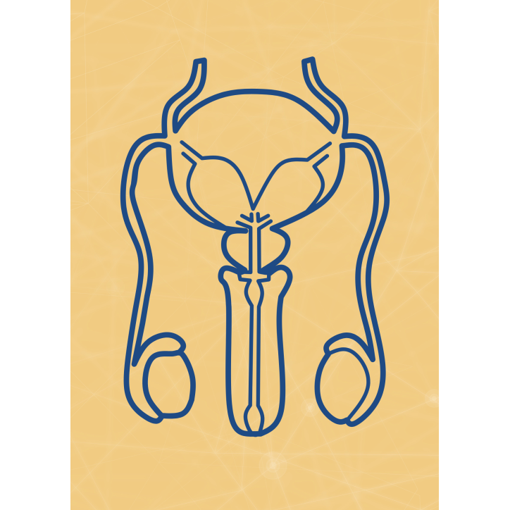 M10 - Piotr Pałagin - UKŁAD ROZRODCZY MĘŻCZYZNY M10 - Piotr Pałagin - UKŁAD ROZRODCZY MĘŻCZYZNY