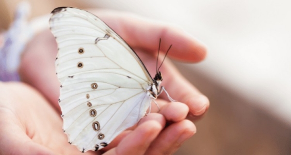 Wywiad na temat Masażu Dotyk Motyla