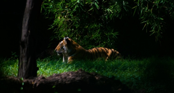 Tygrys wskazuje drogę - terapia traumy    