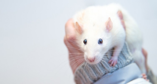 Nierozwiązane problemy biologii