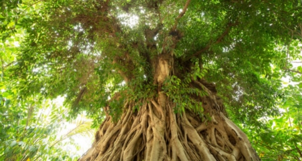 Emocjonalny spadek i ogród rodzinny, czyli przekaz transgeneracyjny ...