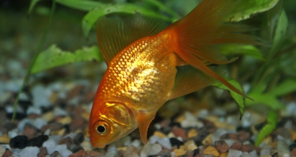 Bajka o (nie)zwykłym bogactwie