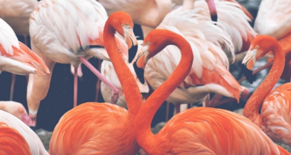 David Hawkins o... miłości