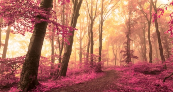 Nowe rozważania Berta Hellingera – na tropie tajemnicy