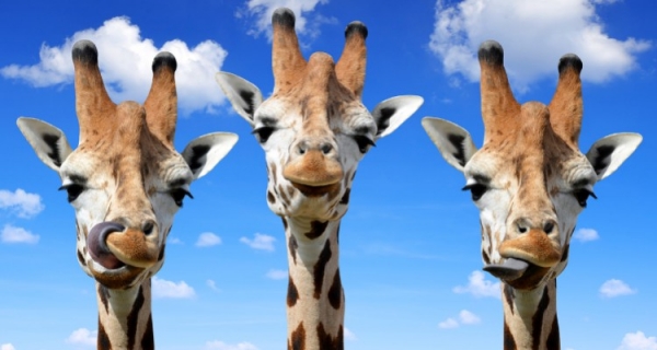 Uciszyć ego i mówić z serca - w stronę Porozumienia bez przemocy