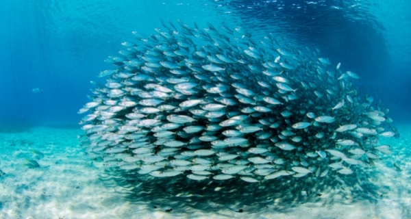 Morfogeneza i pola morficzne Sheldrake'a - o czym mowa?