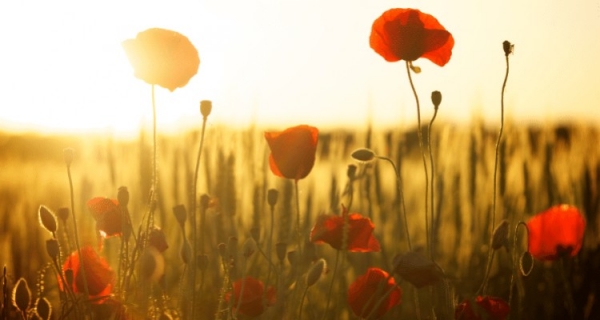 Czego jeszcze nie wiesz o Odwadze, Akceptacji, Pokoju i Miłości?