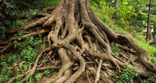 Korzenie - Bert Hellinger