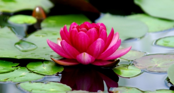 Bhagawadgita, czyli remedium na przygnębienie