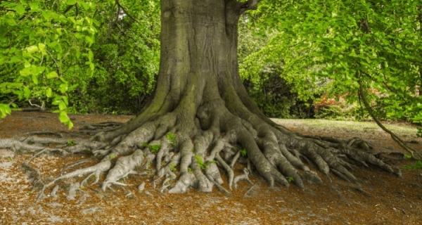 Od podświadomości do geneosocjogramu