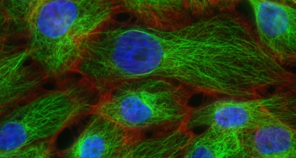 Kody wolności – „Nowa biologia” Bruce’a Liptona