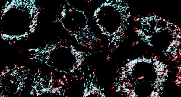 TARCZYCA I MITOCHONDRIA a zaburzenia produkcji energii