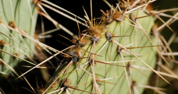 Wrogość i destrukcyjne wzorce myślowe