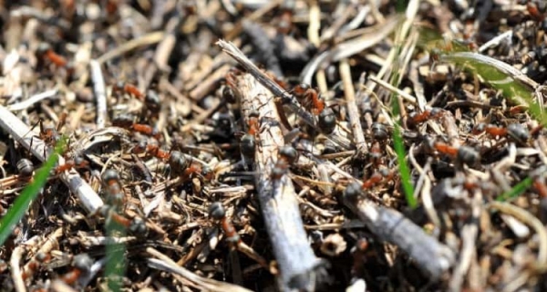 Pola morficzne - samouczek natury - recenzja książki Nowa biologia