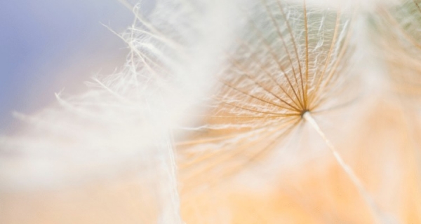 Dusza - twór religijny czy naukowy fakt - R. Sheldrake i M. Fox - recenzja 