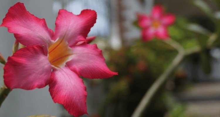 Tajemnica chronicznej samotności