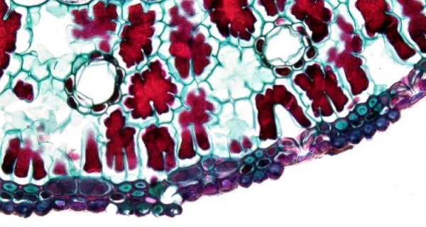 Czym jest Totalna Biologia